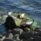 Sunbathing seals, Spurwink Path